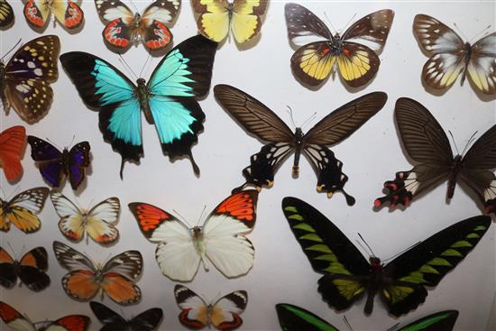 A collection of various European and exotic butterflies housed in four glazed wooden case, largest case 18 x 18in.